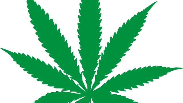 The Buzz: Exploring the Highs and Lows of Marijuana