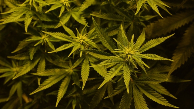 The Buzz on Marijuana: Unveiling Its Mysteries