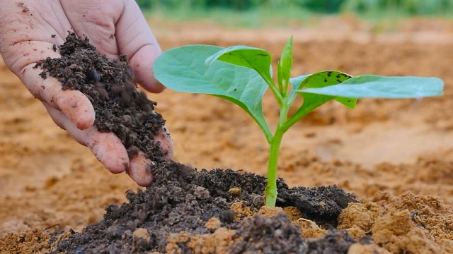 Nurturing Nature: The Magic of Organic Soils and Fertilizers