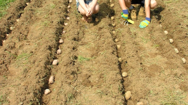 Unearthing the Secrets of Successful Potato Planting