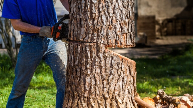 The Fine Art of Tree Care: From Removal to Trimming