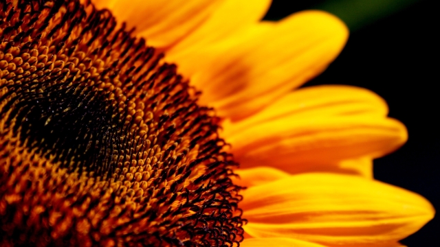 Unmasking the Secret Pest: How to Protect Your Sunflowers from Cabbage Worms