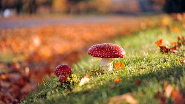 From Fungus to Feast: Unveiling the Secrets of Mushroom Growing