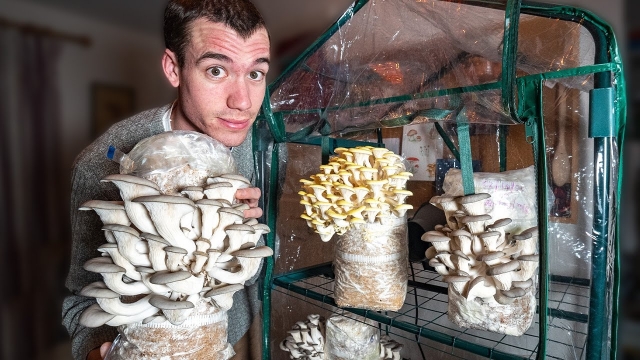 From Spores to Shrooms: Unleashing the Magic of Mushroom Cultivation