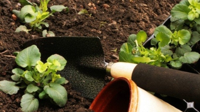 Going Green Thumb: Unearthing the Potential of Organic Gardening