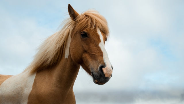 Equine Elixirs: Unlocking the Power of Horse Supplements and Vitamins